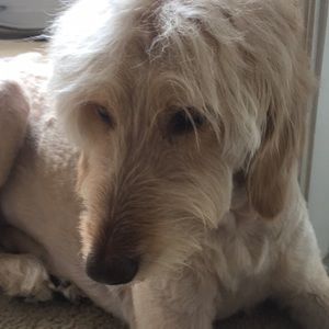 Meet your Posher, Dolores